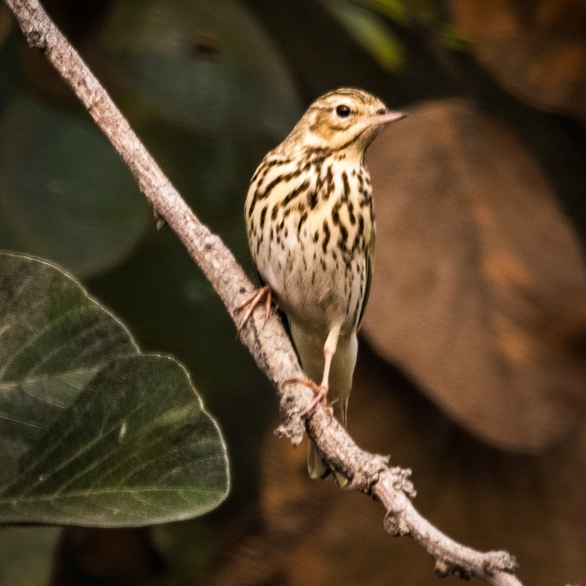 Щеврик лісовий - ML645836432