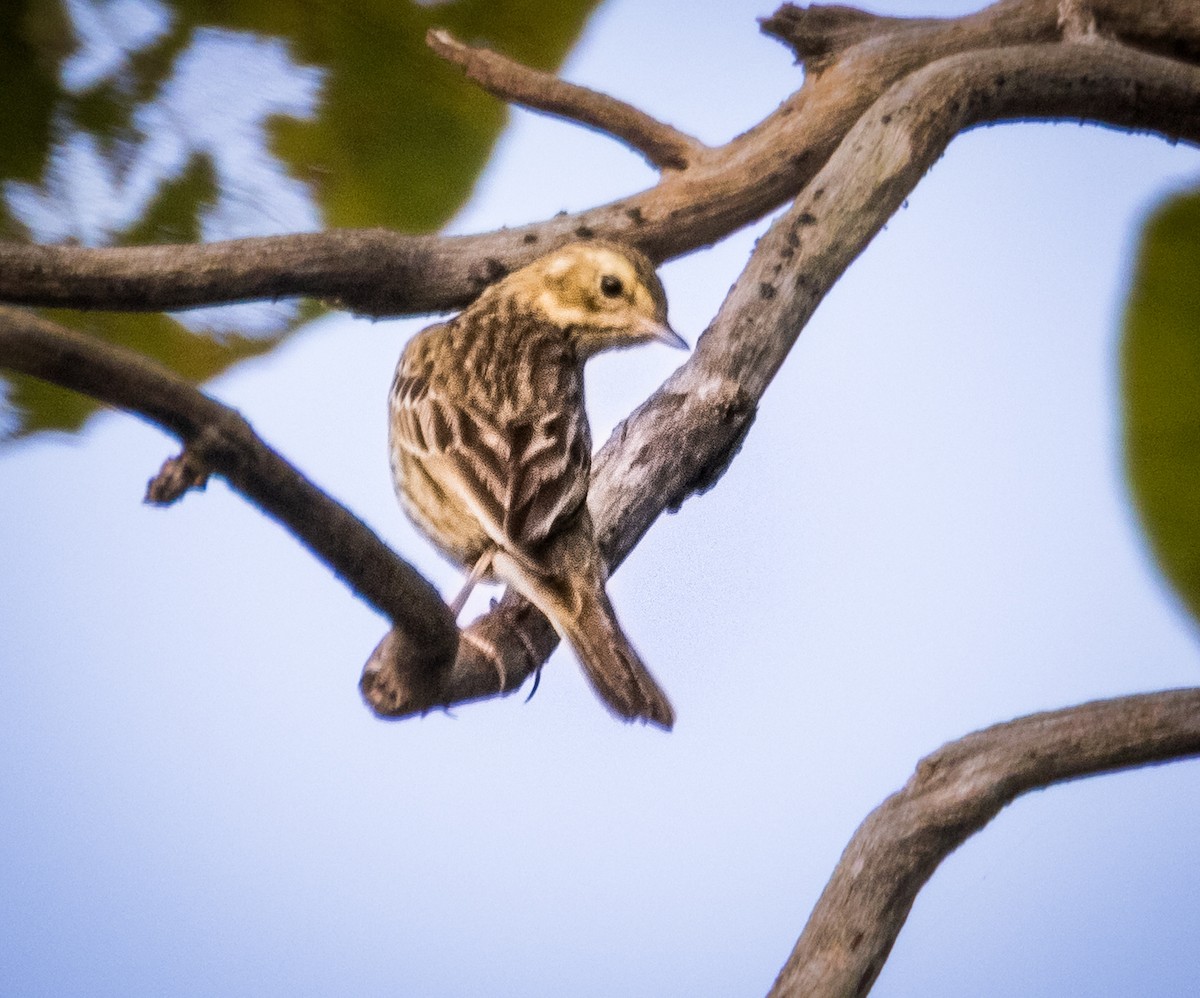 Щеврик лісовий - ML645836433