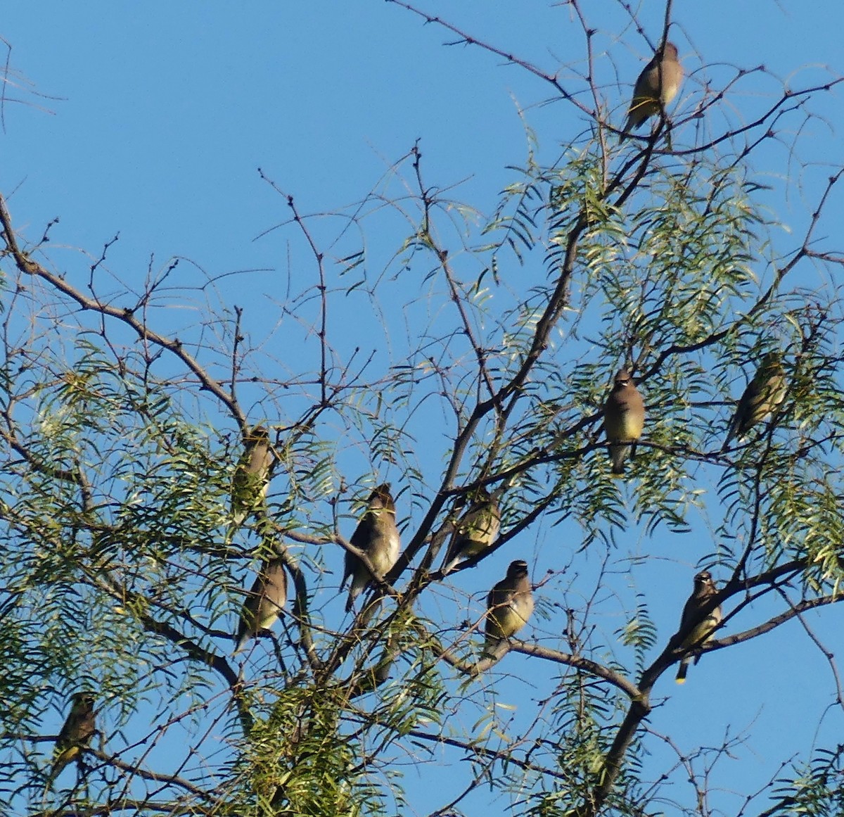 Омелюх американський - ML645836434