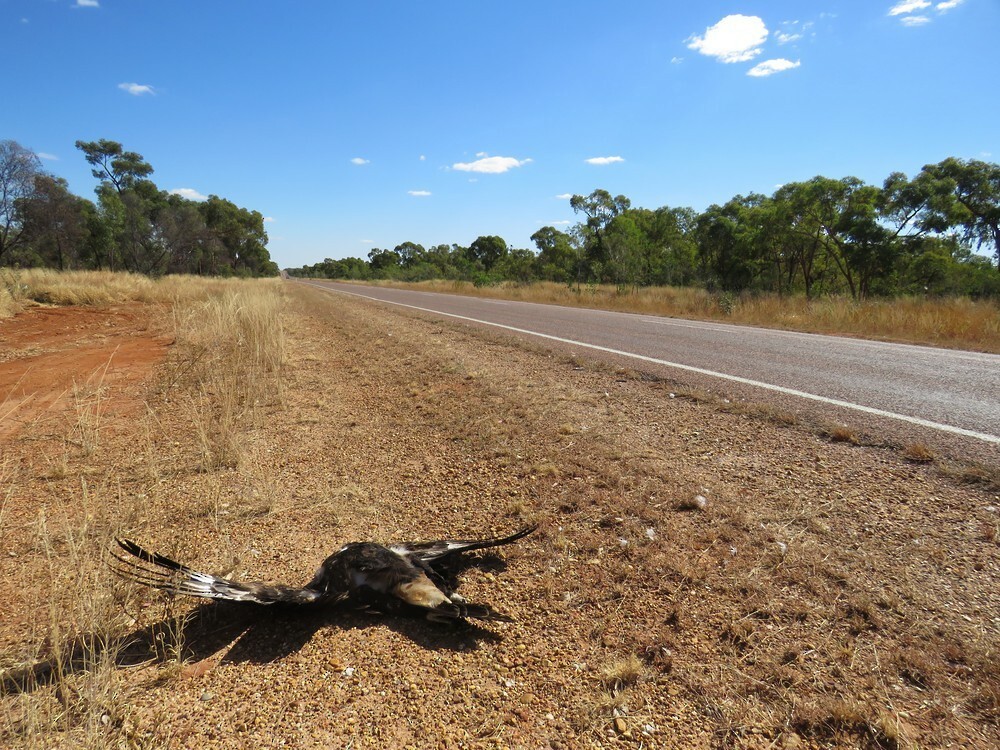 Орел австралійський - ML645836435