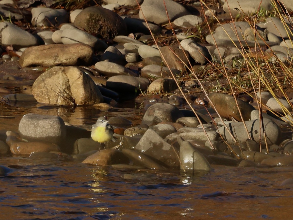 Плиска гірська - ML645836436