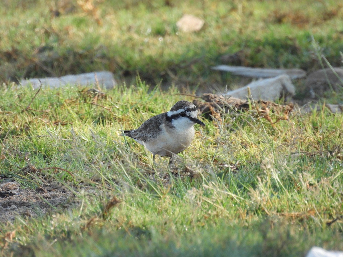Пісочник-пастух - ML645836437