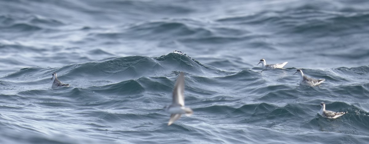 Плавунець круглодзьобий - ML645836438