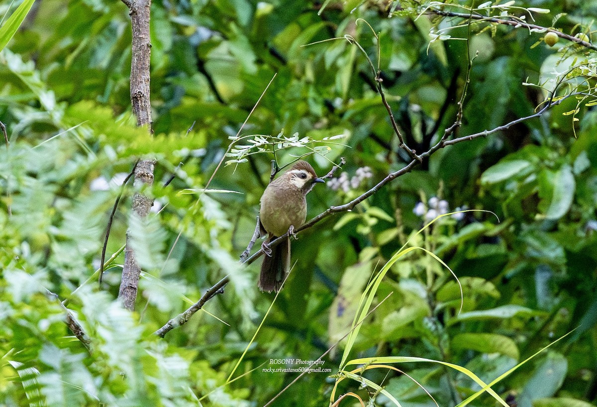 Чагарниця білоброва - ML645836439