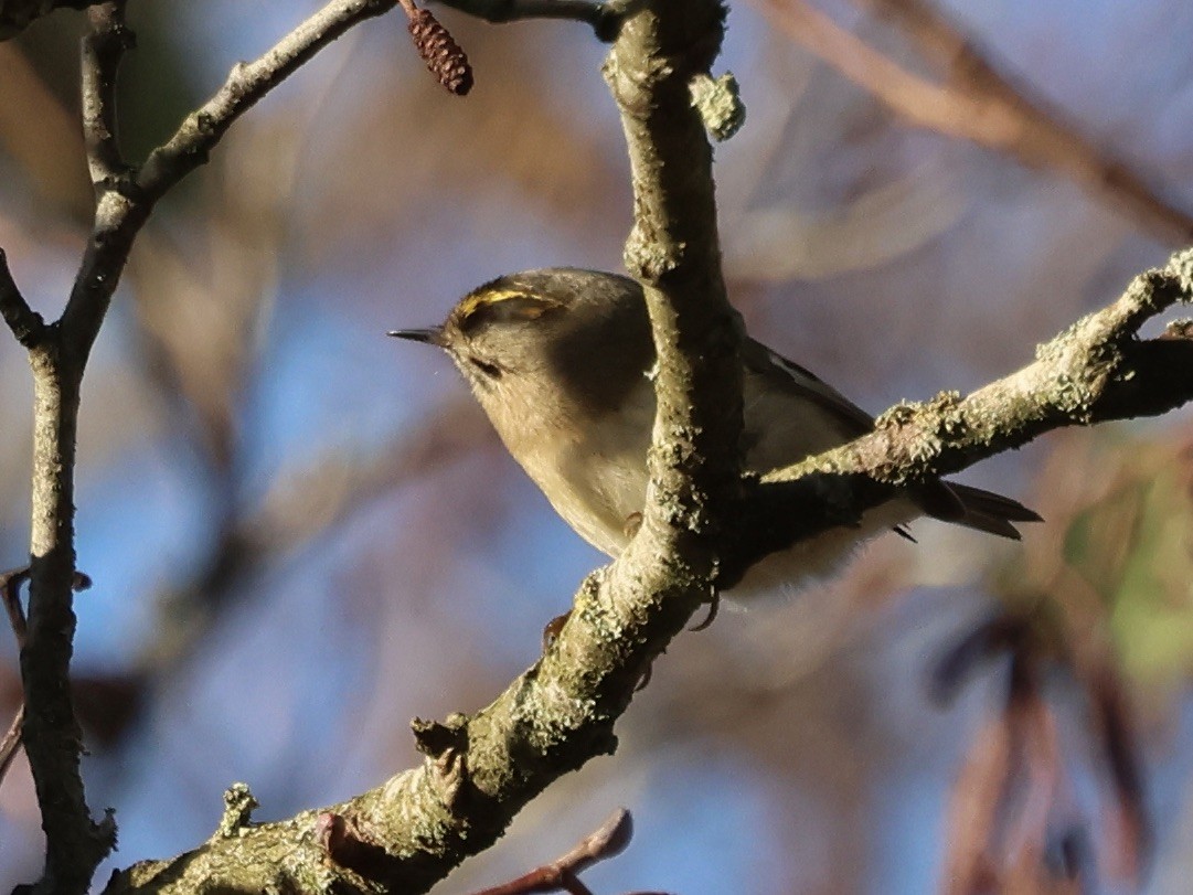 Золотомушка жовточуба - ML645836440