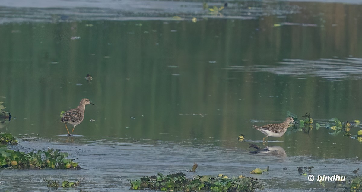 流蘇鷸 - ML645836444