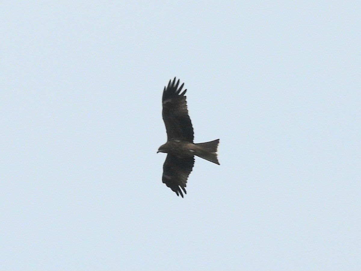 Black Kite - ML645836445