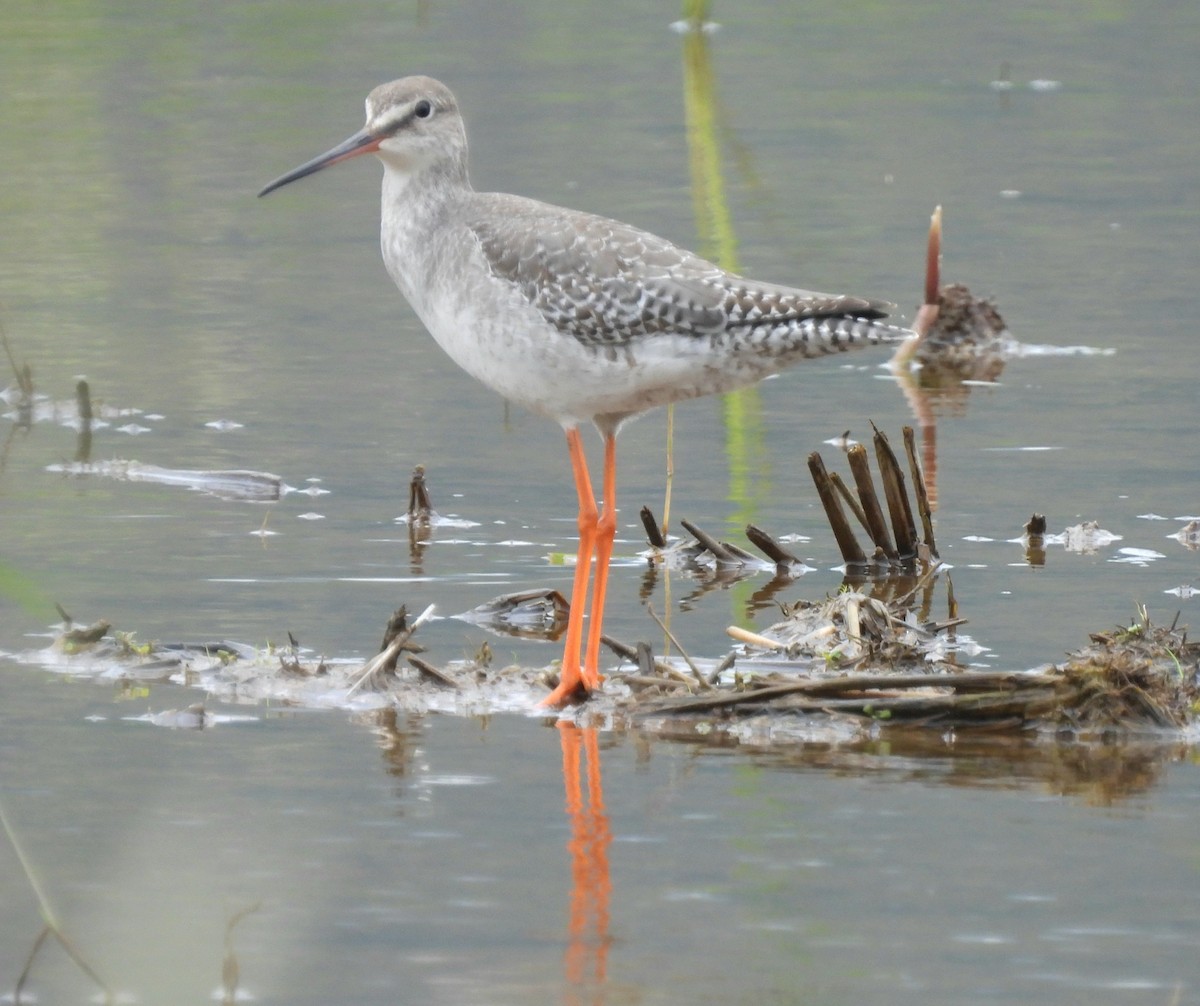 Spotted Redshank - ML645836452