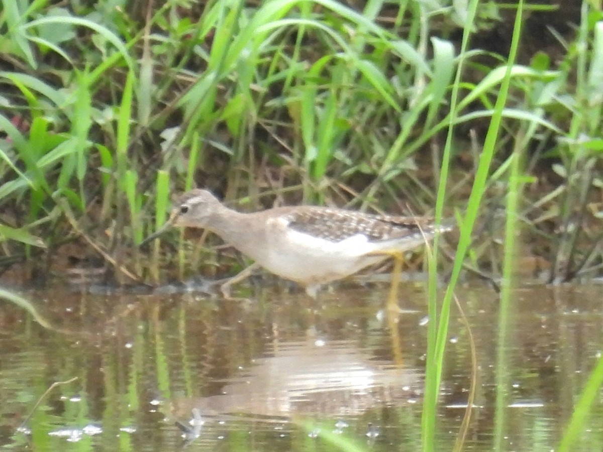 Wood Sandpiper - ML645836464