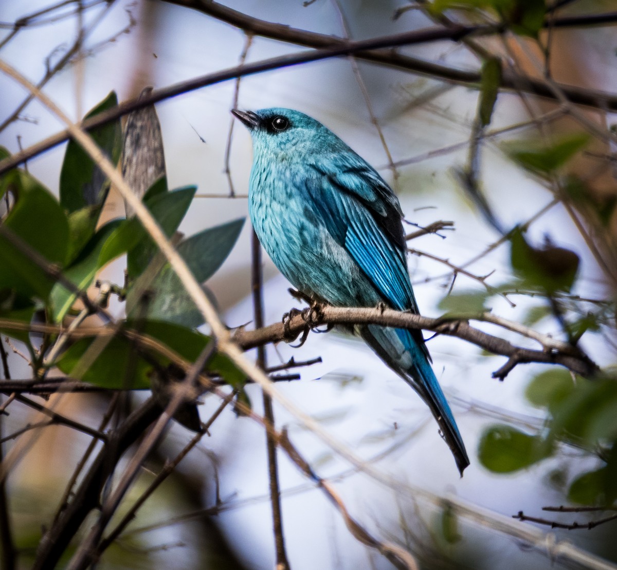 Verditer Flycatcher - ML645836467