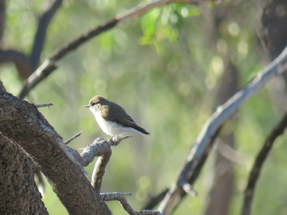 Miro enchanteur - ML645836470