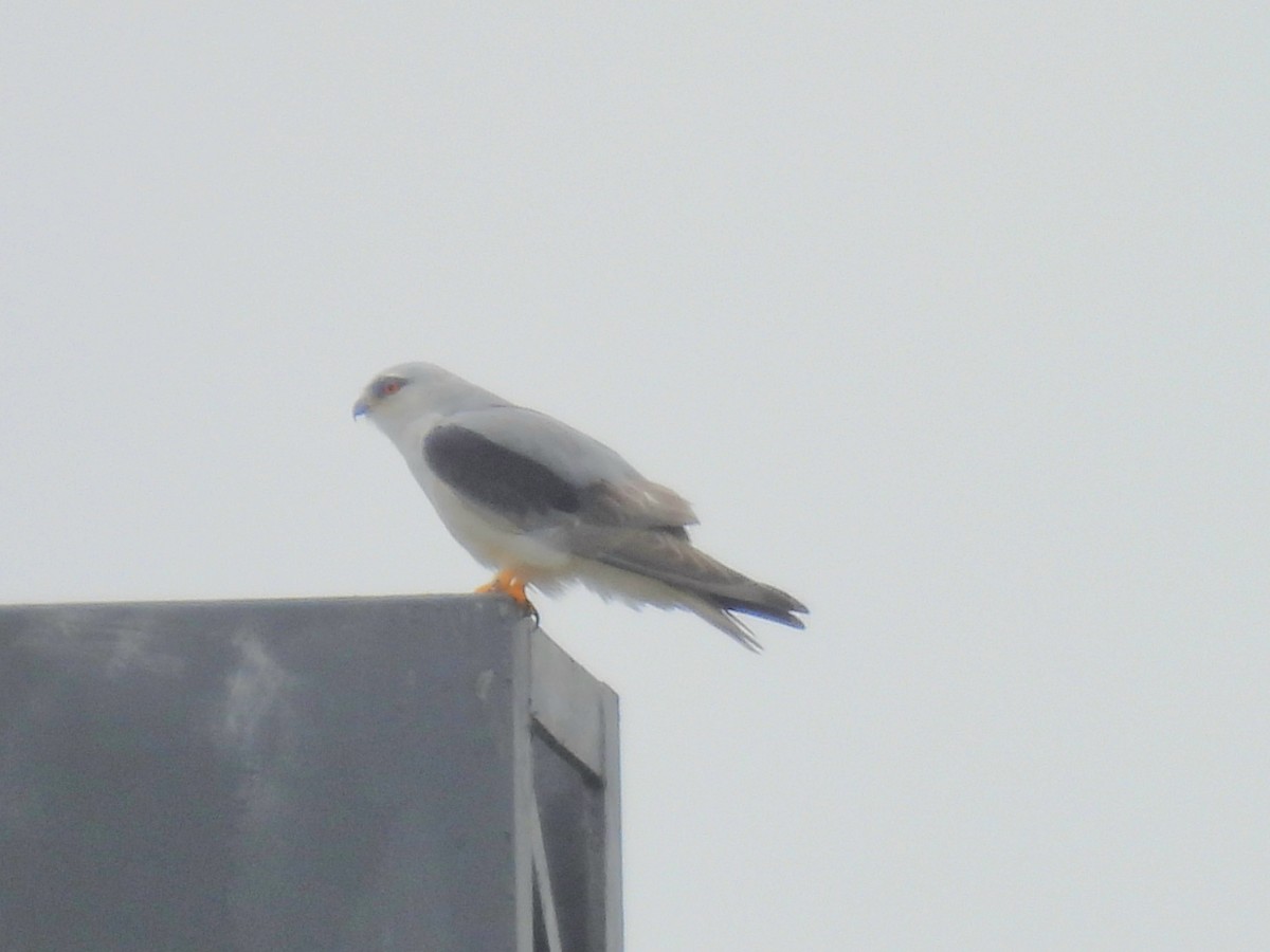 Black-winged Kite - ML645836474