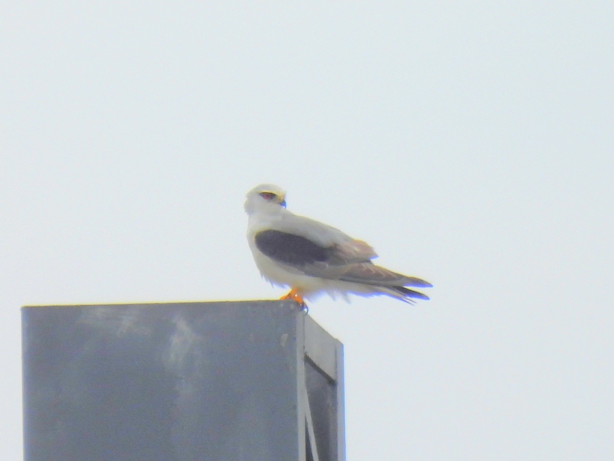 Black-winged Kite - ML645836475