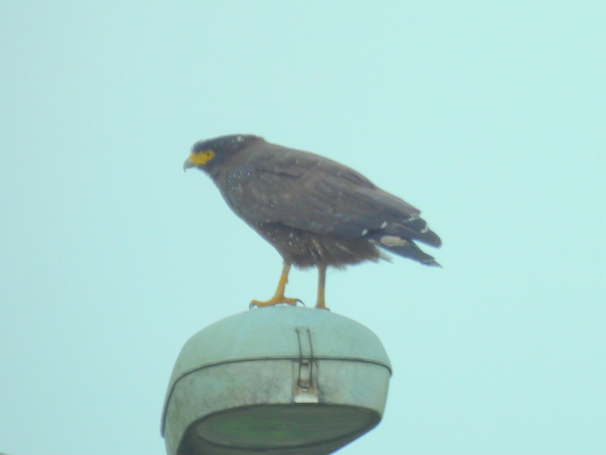 Crested Serpent-Eagle - ML645836496