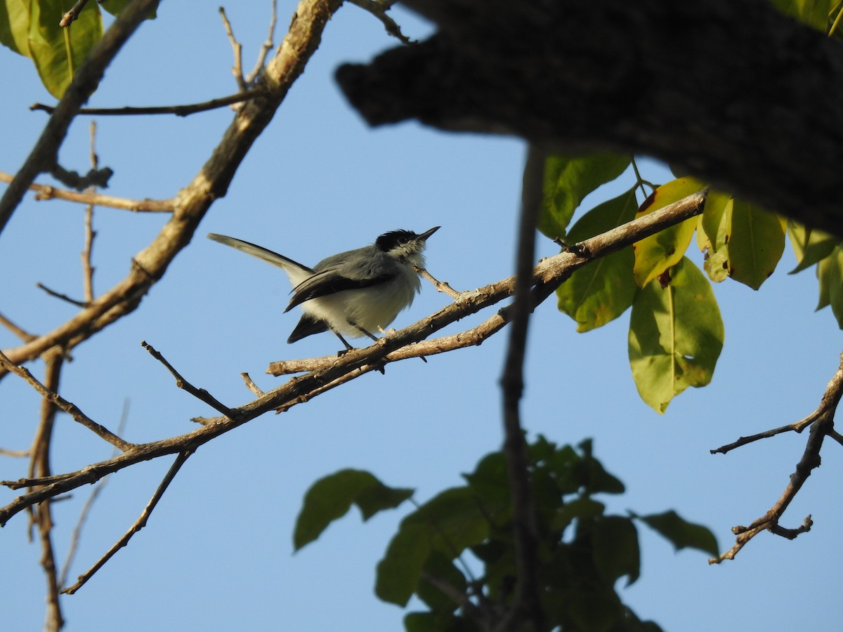 Tropical Gnatcatcher - ML645836507