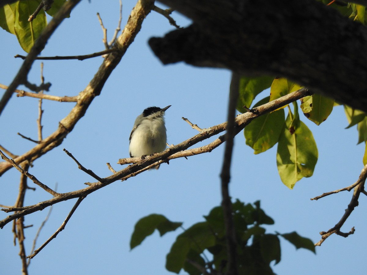 Tropical Gnatcatcher - ML645836508