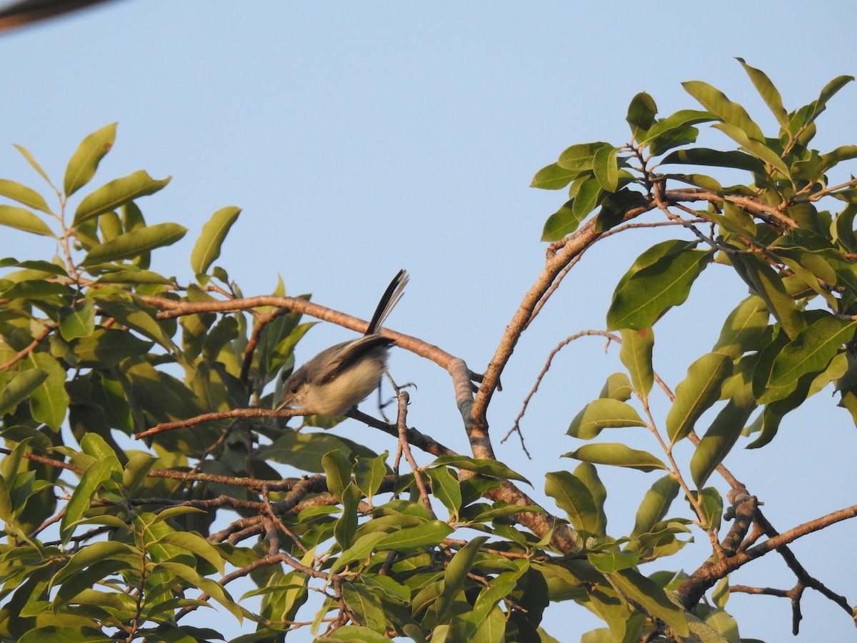 Tropical Gnatcatcher - ML645836509
