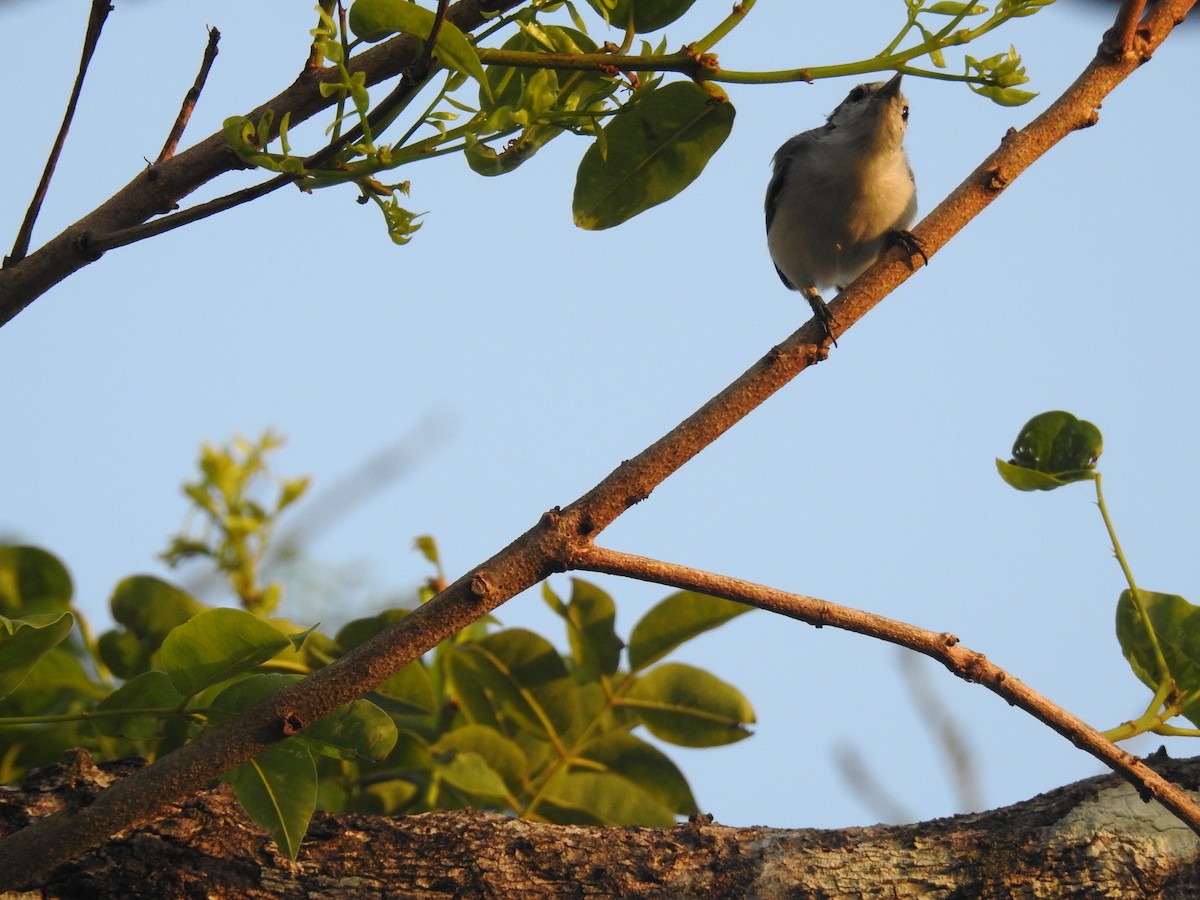 Tropical Gnatcatcher - ML645836510