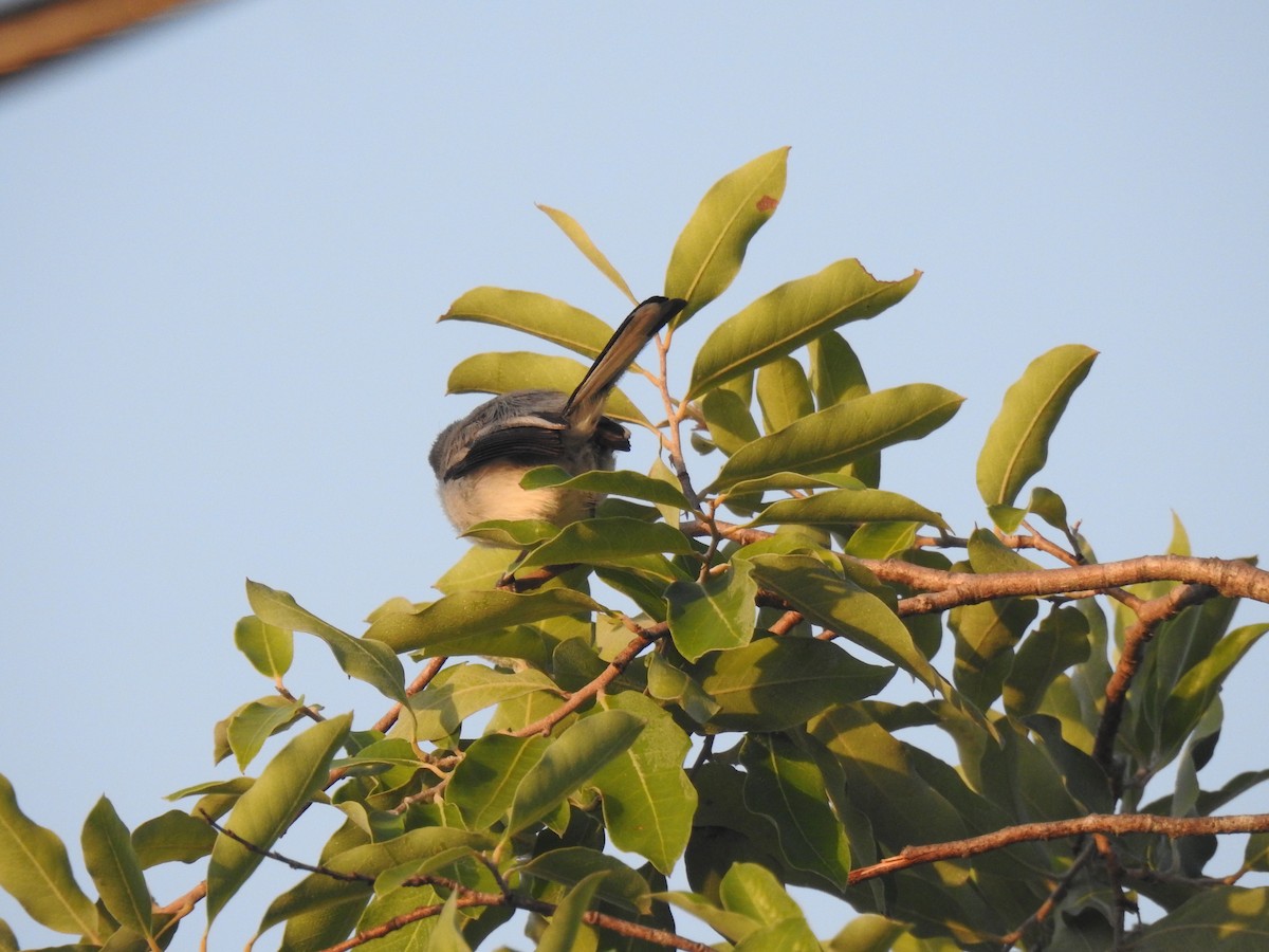Tropical Gnatcatcher - ML645836512