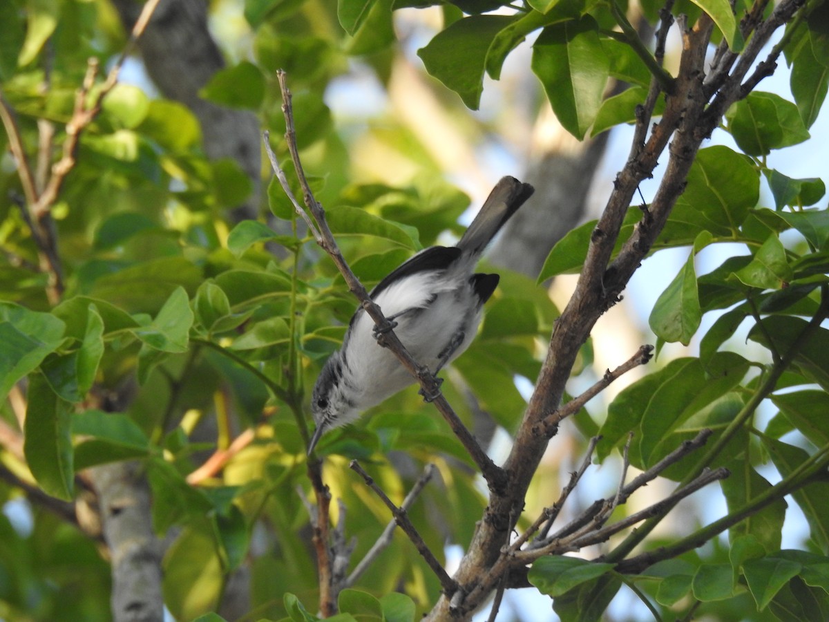 Tropical Gnatcatcher - ML645836513