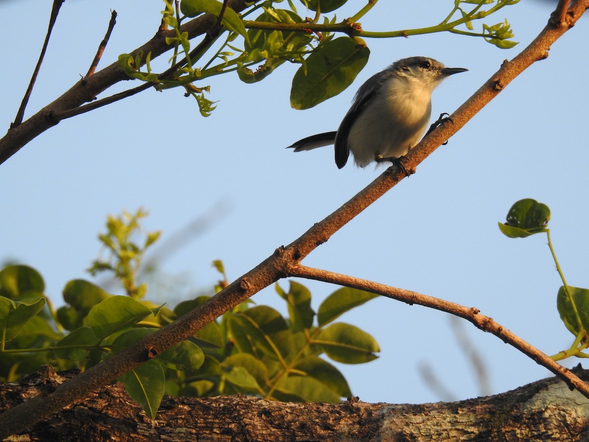 Tropical Gnatcatcher - ML645836514