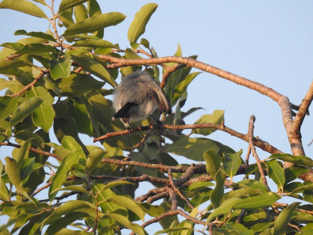 Tropical Gnatcatcher - ML645836515
