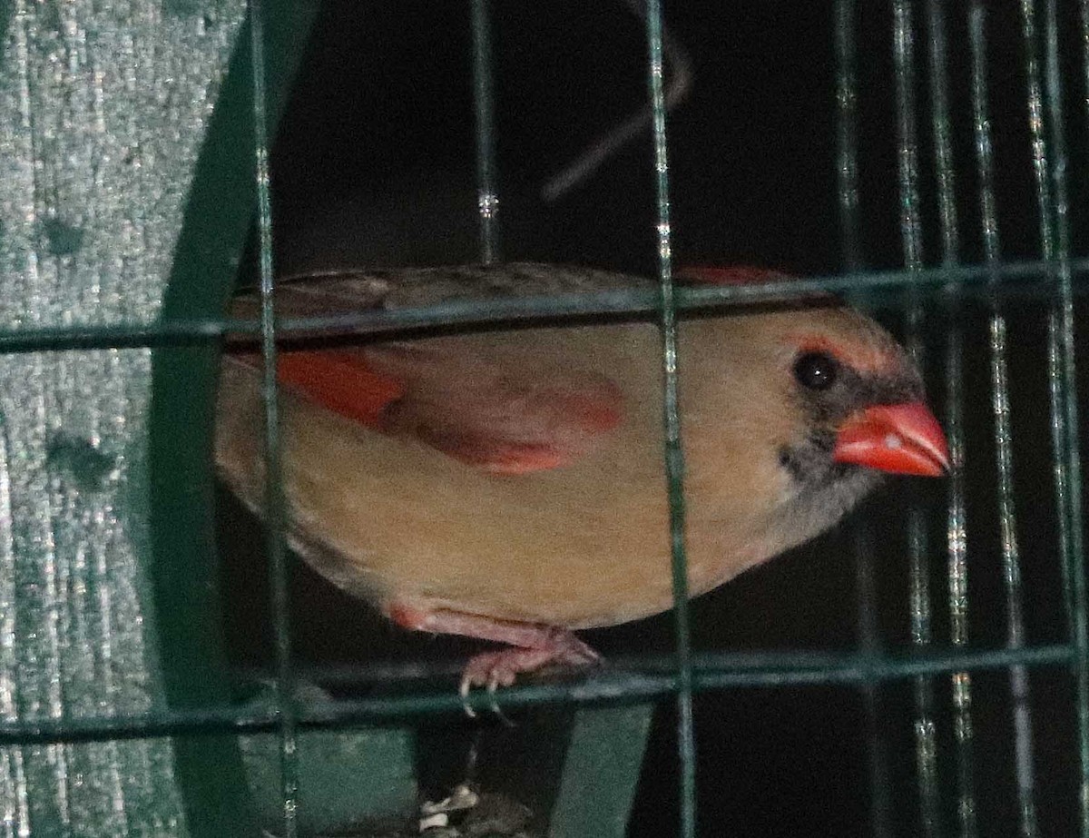 Kardinal arrunta - ML645836522