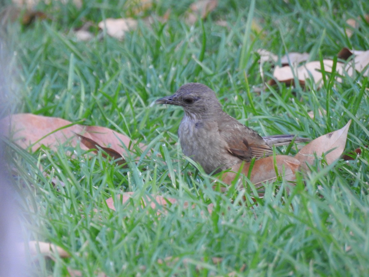 Pale-breasted Thrush - ML645836526