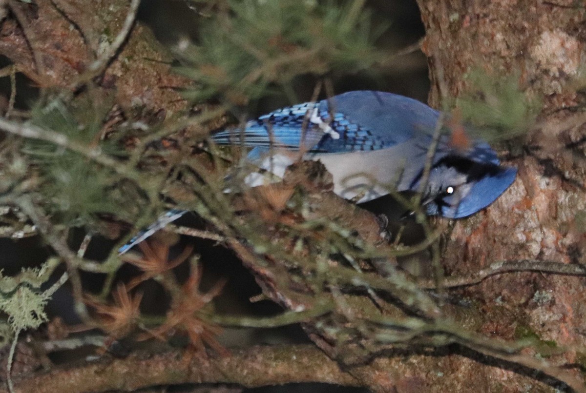 Blue Jay - ML645836527