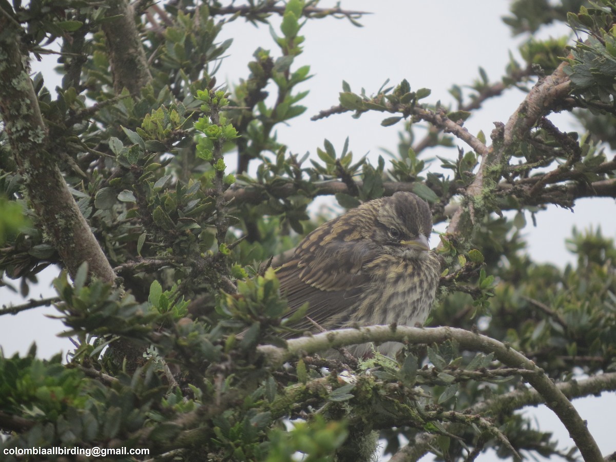 Morgenammer - ML645836530