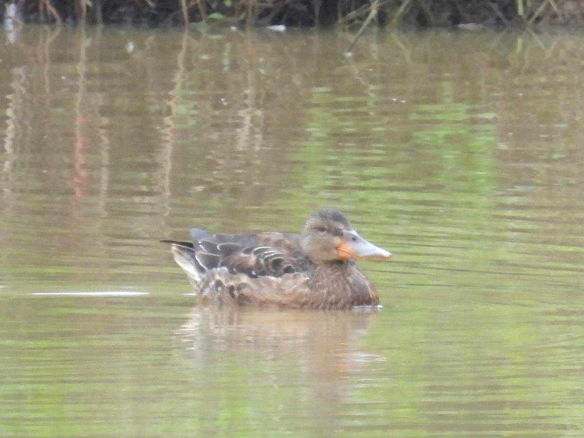 Northern Shoveler - ML645836540