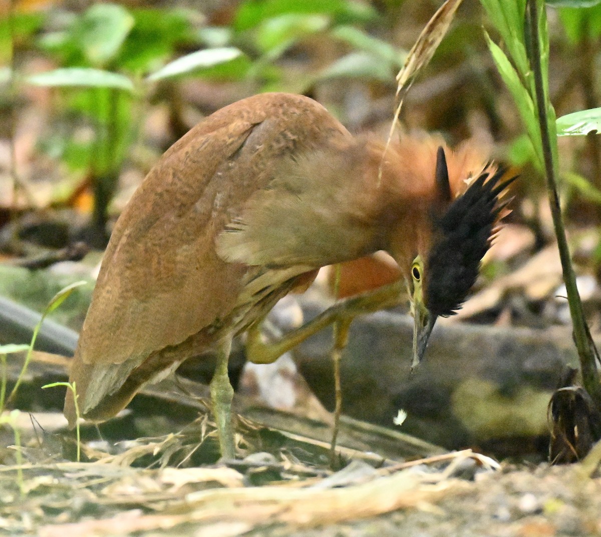 Malay Gece Balıkçılı - ML645836546