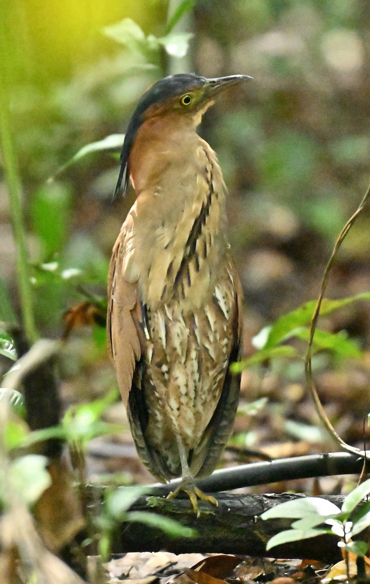 Malay Gece Balıkçılı - ML645836547