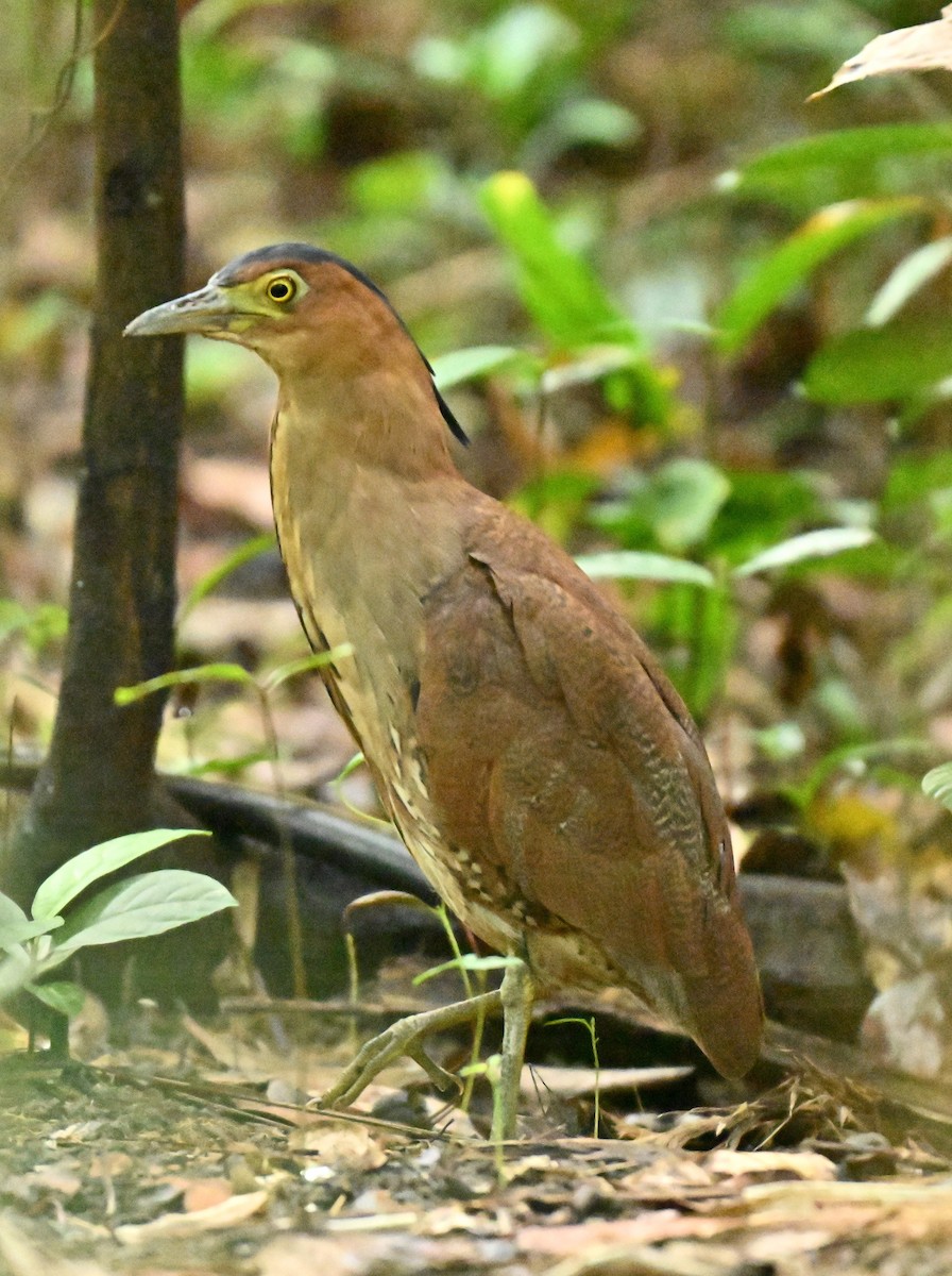 Malay Gece Balıkçılı - ML645836548