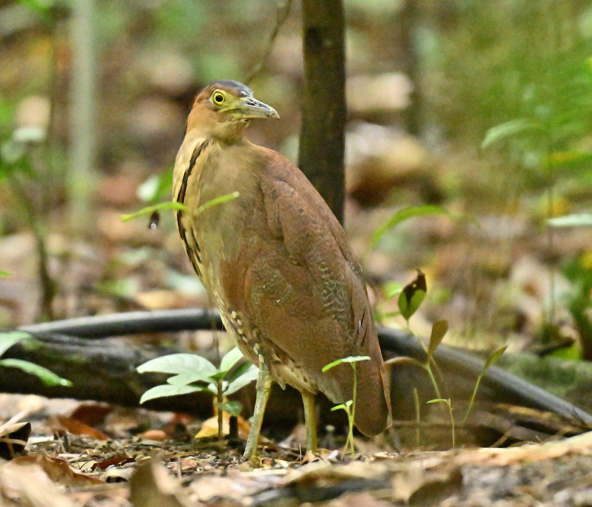 Malay Gece Balıkçılı - ML645836549