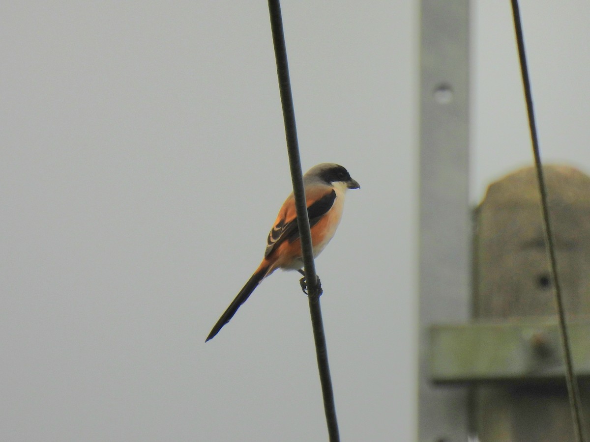 Long-tailed Shrike - ML645836551