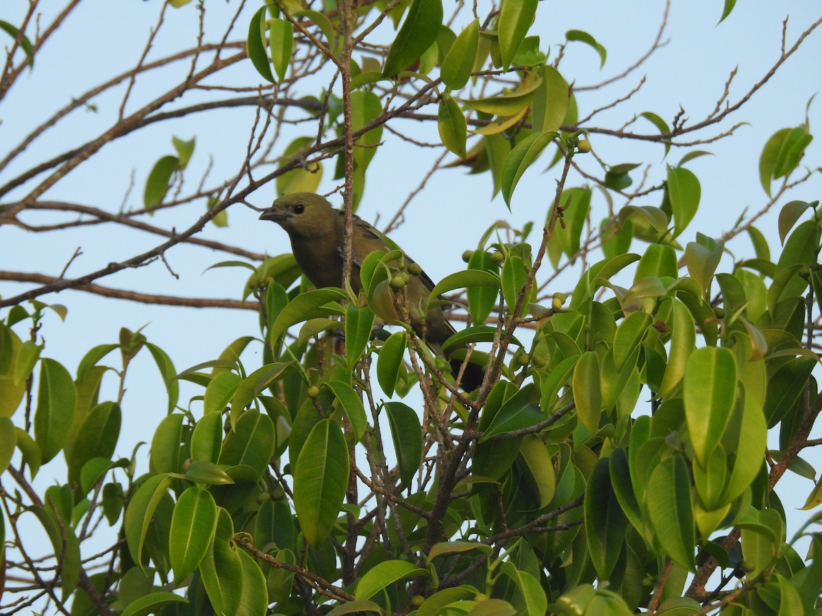 Tangara Palmera - ML645836552