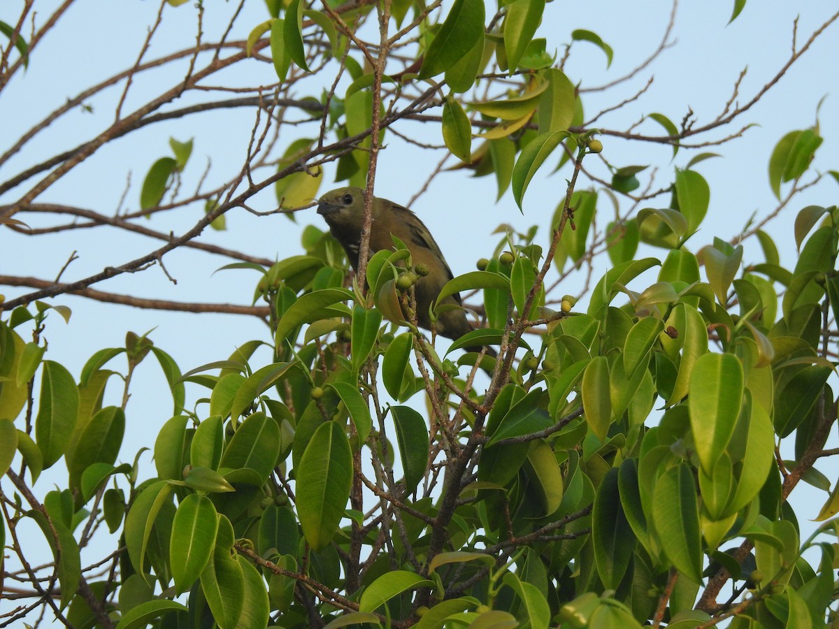 Tangara Palmera - ML645836553