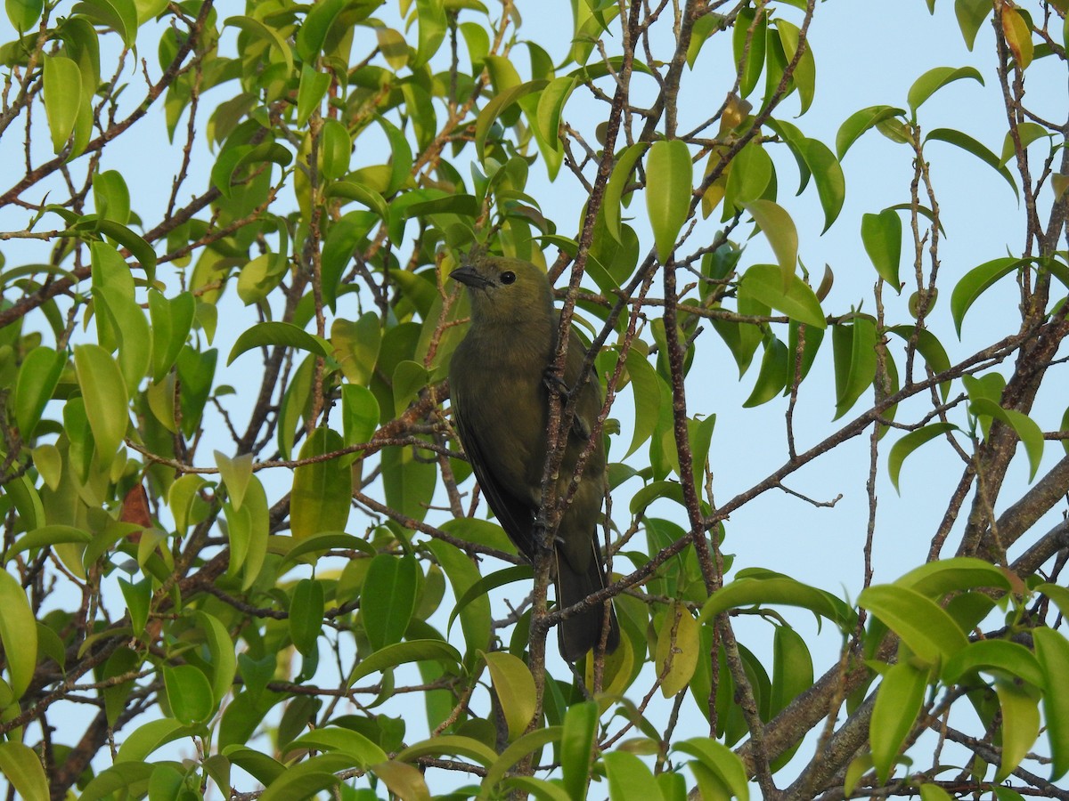 Tangara Palmera - ML645836554