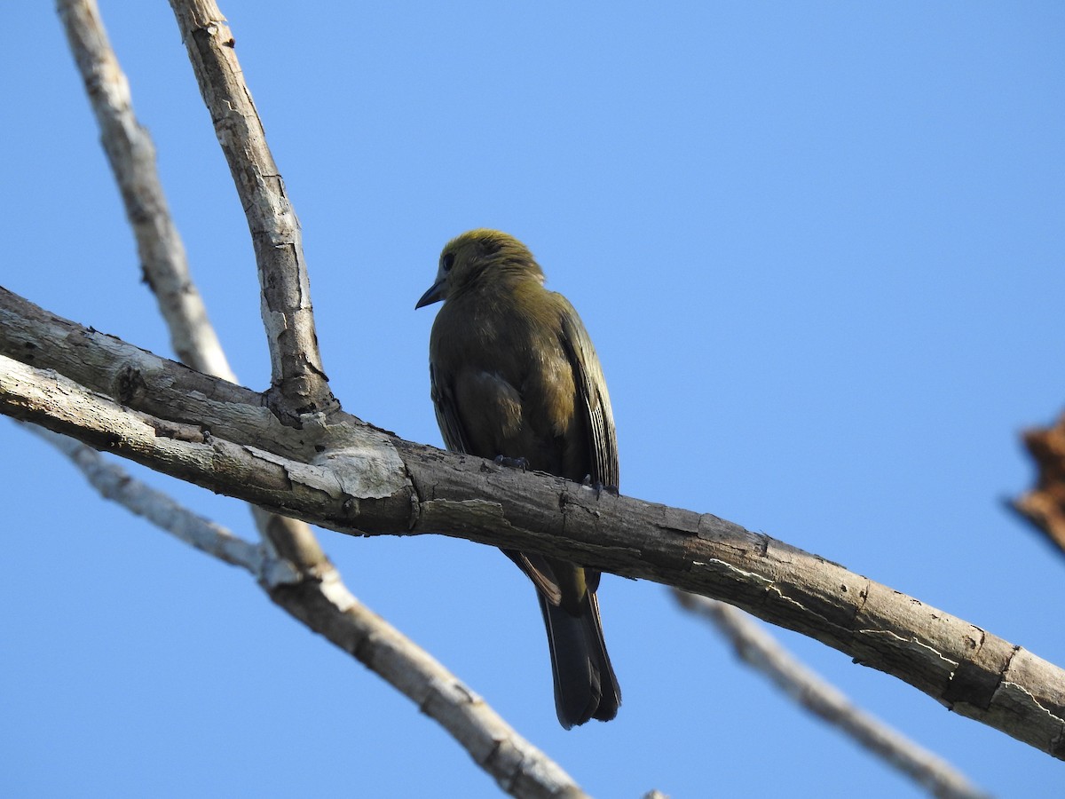 Tangara Palmera - ML645836556