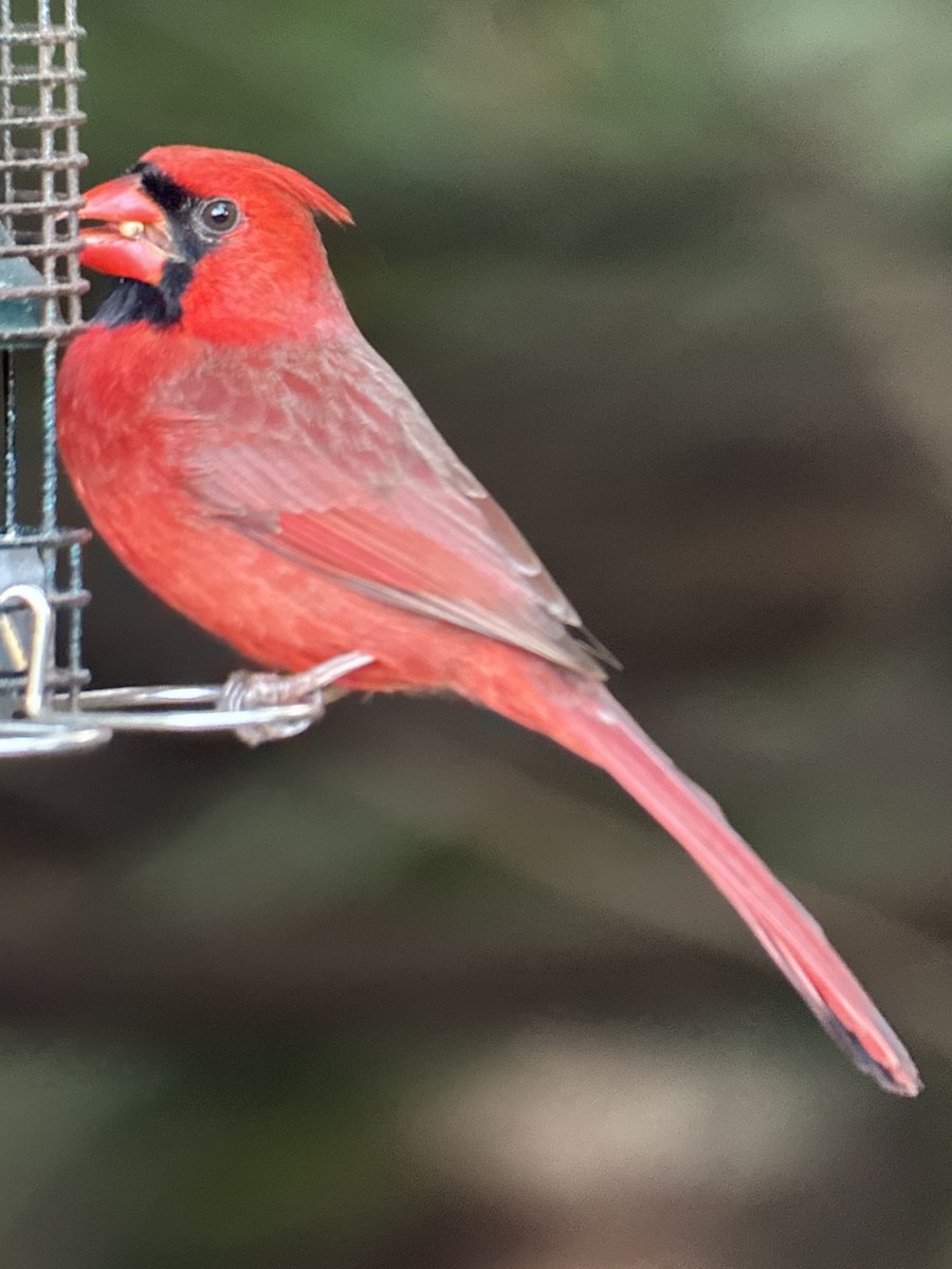 Kardinal arrunta - ML645836557