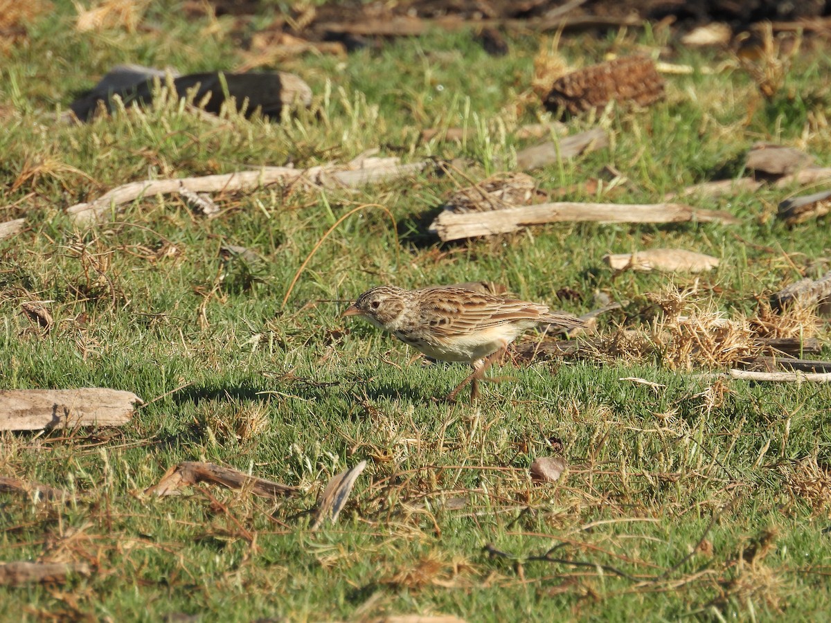 Madagascar Lark - ML645836559