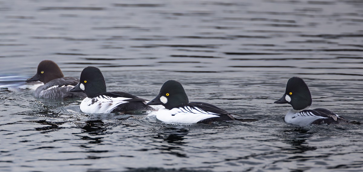 Алаг шунгаач - ML645836561