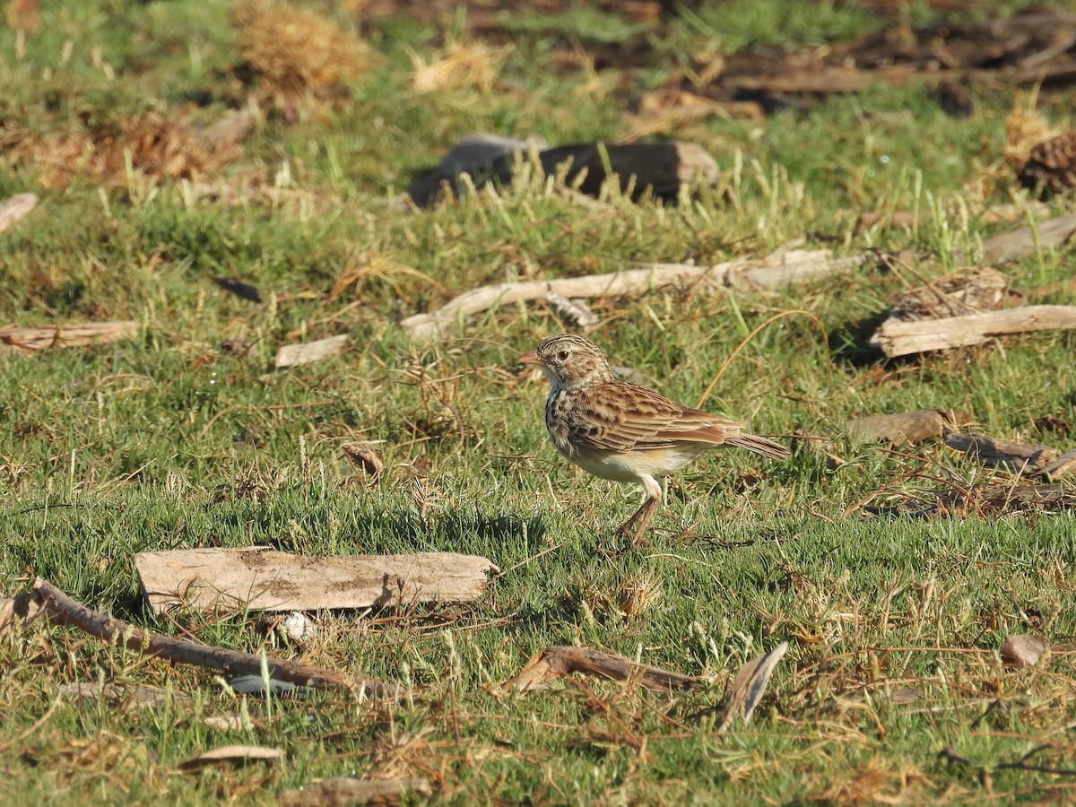 Madagascar Lark - ML645836566