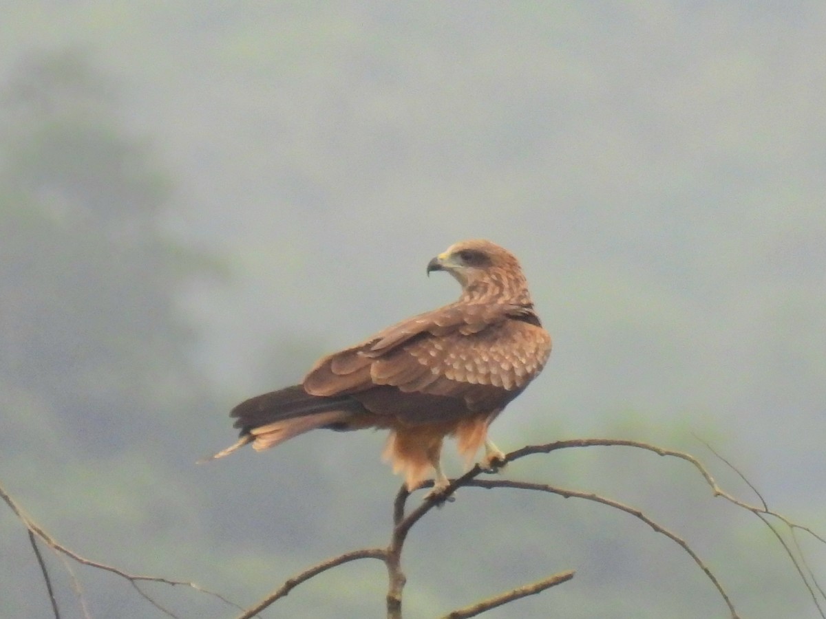 Black Kite - ML645836570