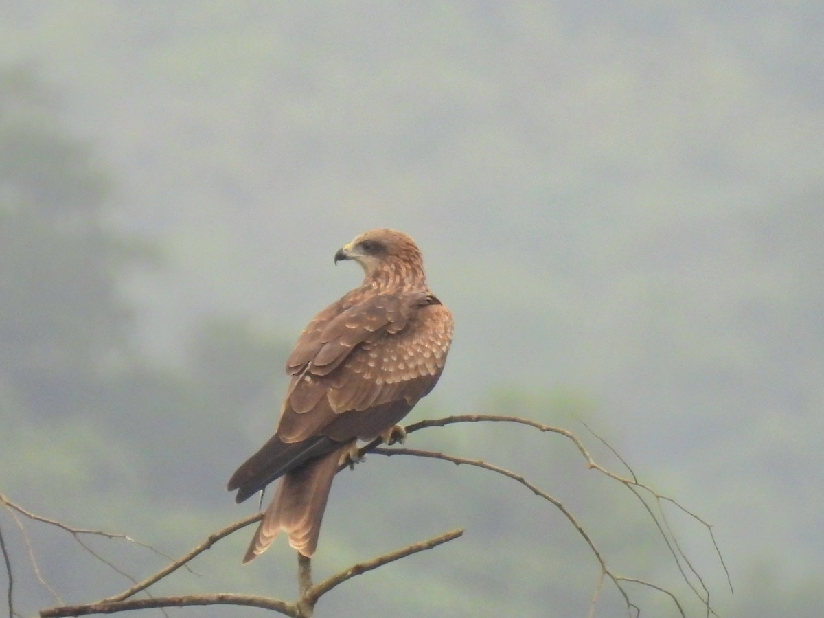 Black Kite - ML645836571