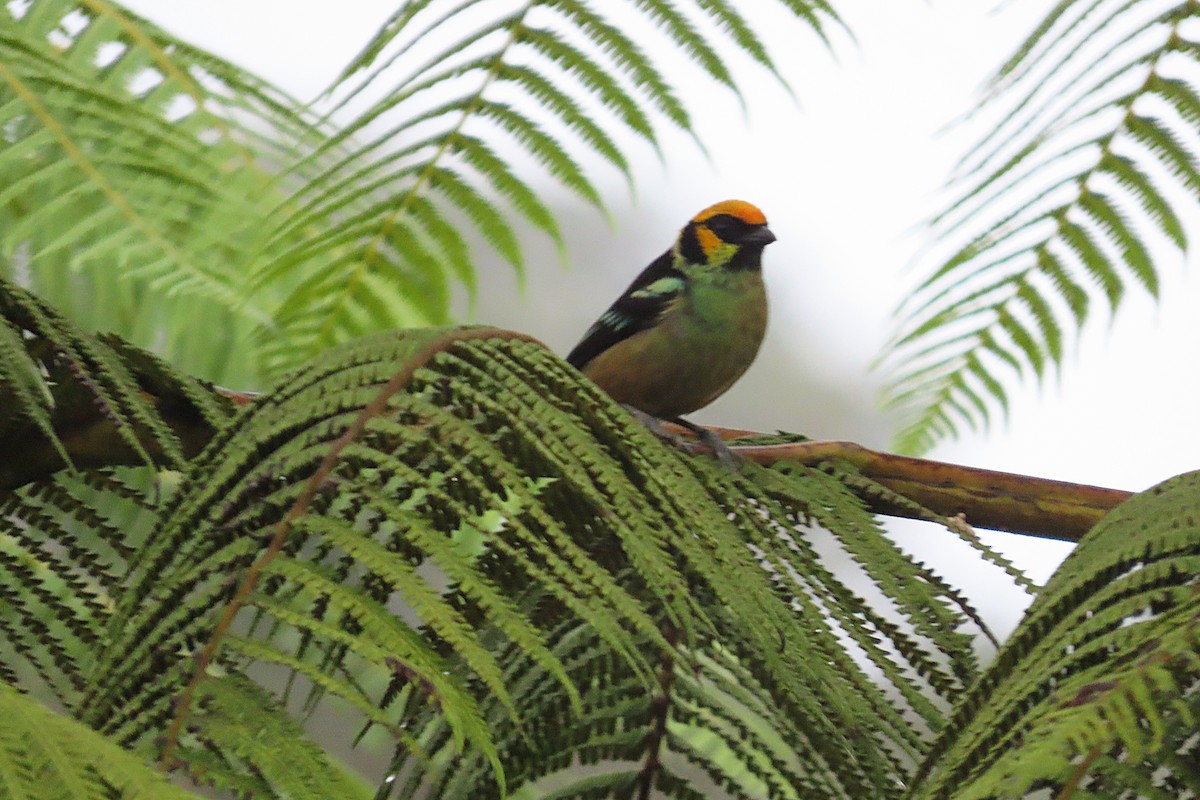 Flame-faced Tanager - ML645836574