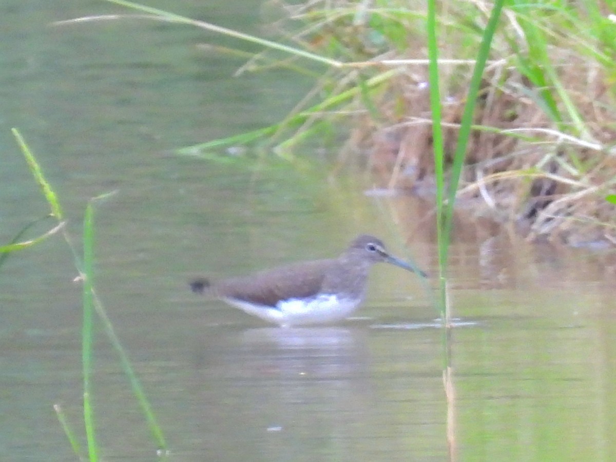 Green Sandpiper - ML645836583
