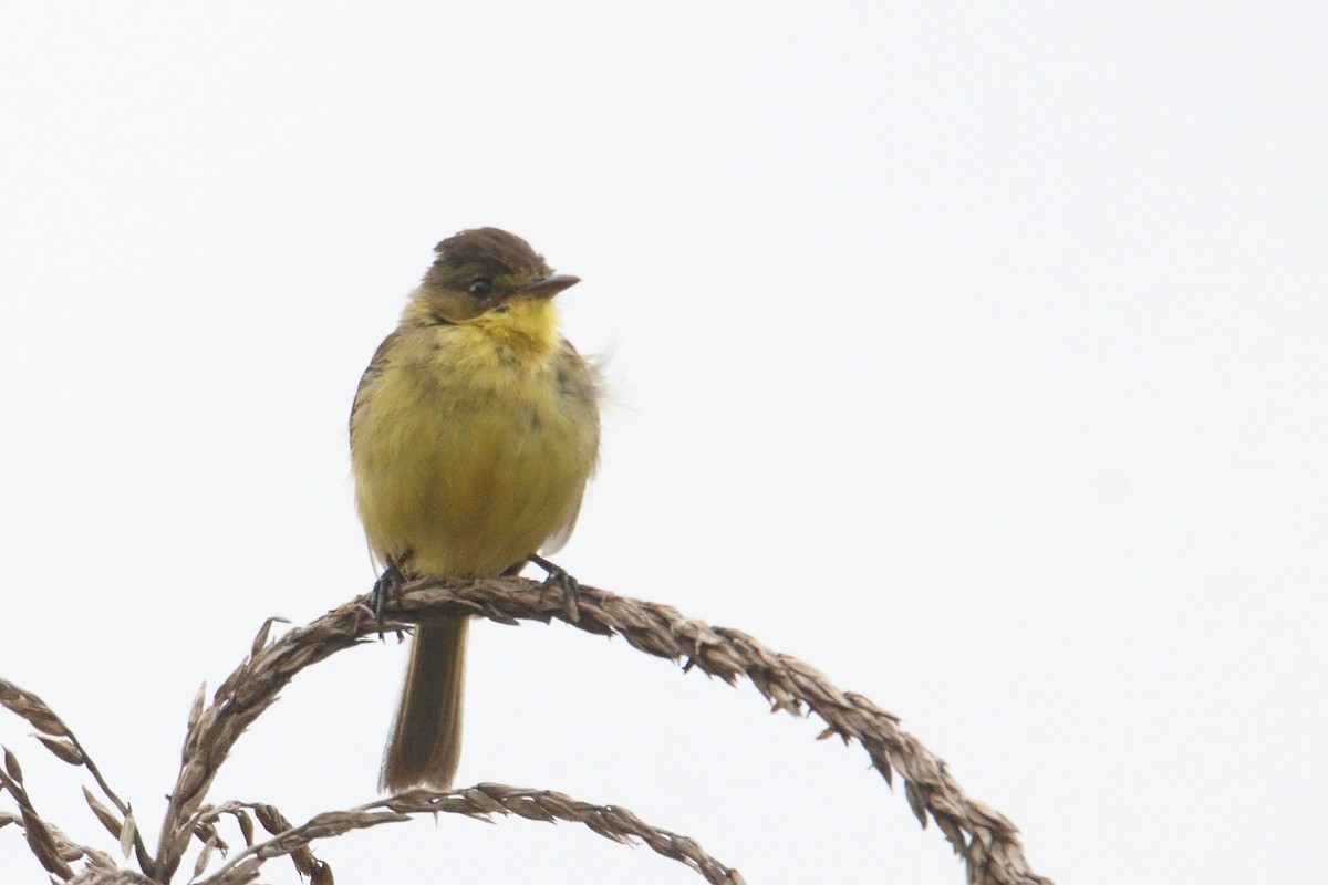 Hypolaïs jaune - ML645836595