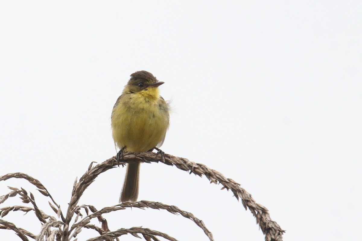 Hypolaïs jaune - ML645836596